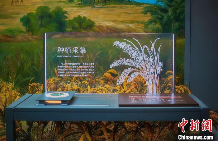 展馆内部。 成都文物考古研究院供图 展馆内部。 成都文物考古研究院供图